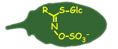 Glucosinolate 