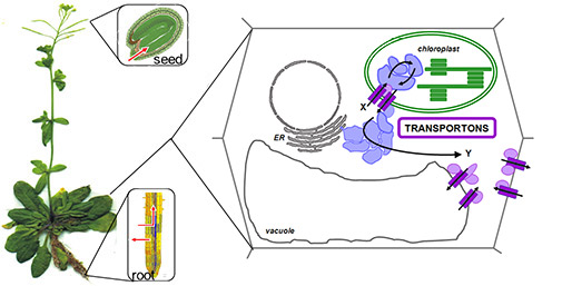 Glucosinolates and Arabidopsis