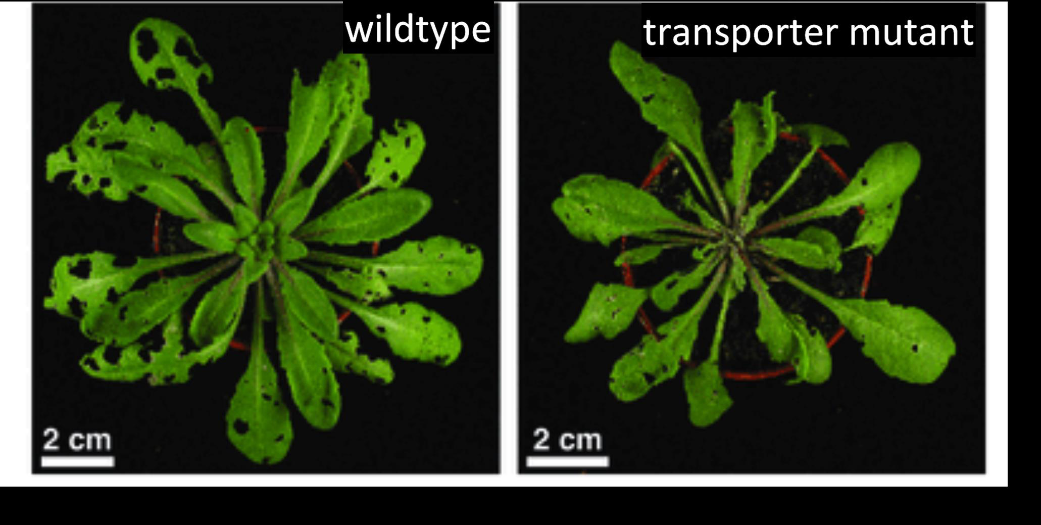 Wildtype and transporter mutant Arabidopsis plant