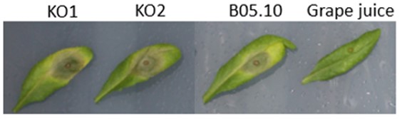 Botrytis cinerea mutants