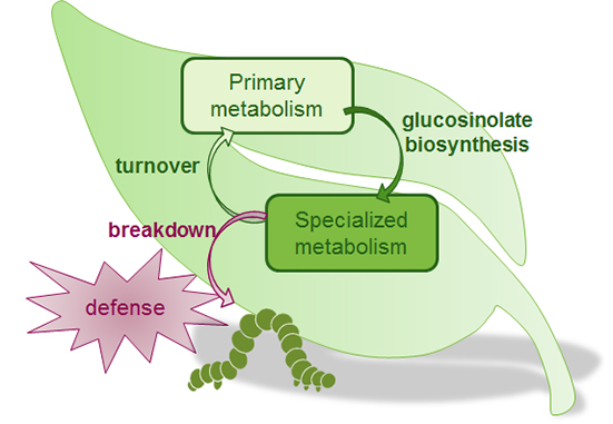 The metabolite turnover